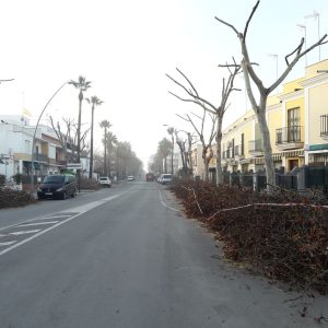 El plan de poda que ejecuta Parques y Jardines se refuerza en la  avenida de Sevilla con motivo de la Cabalgata de Carnaval