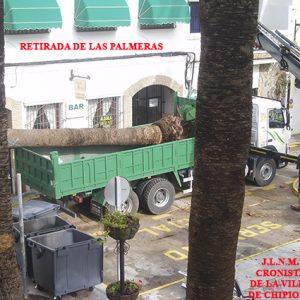 LAS PALMERAS DE LA PLAZA DE LA IGLESIA DE CHIPIONA