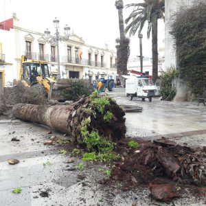 Parques y Jardines elimina los restos de las palmeras afectadas por el  picudo rojo para plantar cocos plumosos en Juan Carlos I