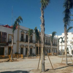 Finaliza la plantación de quince cocos plumosos en la Plaza Juan Carlos I