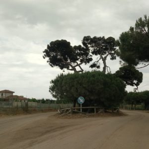 El Ayuntamiento ultima los preparativos para la puesta a punto de los caminos y el entorno del pinar para los actos de la romería