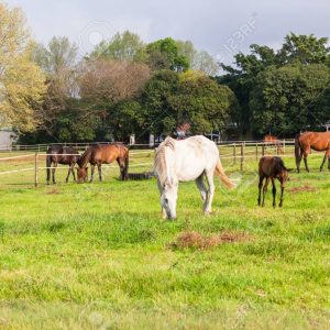 Una campaña municipal conciencia en Chipiona sobre las condiciones en las que hay que mantener a los caballos y restantes equinos