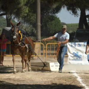 La Asociación Peña Cultural ‘Las Yeguas’ celebra la séptima edición del concurso de tiro de piedra