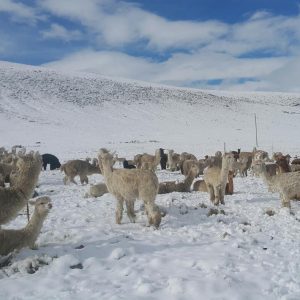 Madre Coraje y la AACID apoyan a 630 familias campesinas de Perú para prevenir los riesgos del frío extremo