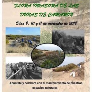 La asociación Eriphia convoca este fin de semana a sus jornadas de erradicación de flora invasora en el cordón dunar de Chipiona