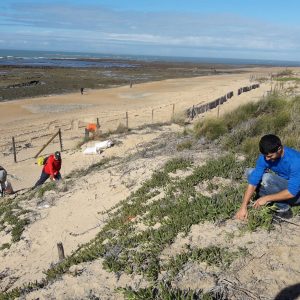 16 voluntarios eliminaron 3.000 kilos de uña de león en las décimas jornadas de erradicación de flora invasora del cordón dunar que organiza Eriphia