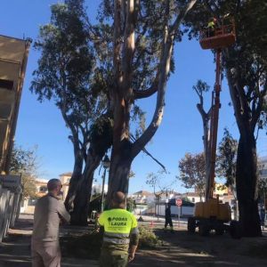 El Ayuntamiento realiza una poda de mantenimiento y saneamiento de los eucaliptos centenarios de la avenida de Jerez