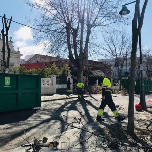 El plan anual de poda acomete la segunda fase de la avenida de Regla