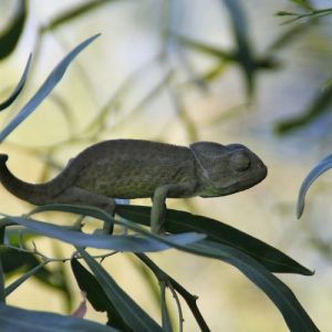 El Ayuntamiento de Chipiona ha vuelto a editar un bando de 1986 sobre protección del camaleón común, una especie protegida