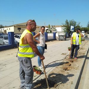 El Ayuntamiento de Chipiona comienza una actuación de mejora de las zonas ajardinadas de la entrada por la carretera de Sanlúcar