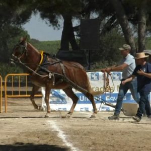 La Asociación Las Yeguas convoca a la afición ecuestre el  sábado 21 a Concurso de tiro de piedra de mulos