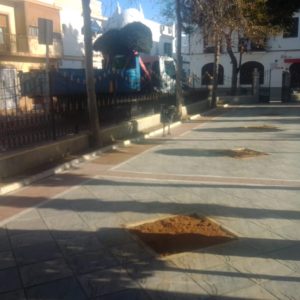 Retirados nueve olivos de la plaza de Andalucía que serán replantados en otros lugares de la población