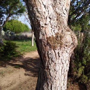 Medio Ambiente ha solicitado a la Junta que se fumigue el pinar por una presencia alarmante de procesionaria