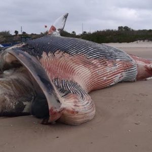 El CANS confirma que la ballena aparecida hoy en Chipiona es un rorcual común