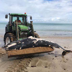 El esqueleto de la ballena retirada esta mañana de la Cruz del Mar podría exponerse en un futuro en el Centro El Camaleón