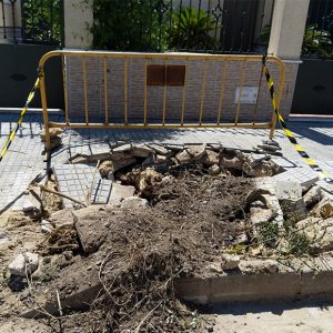 Parques y Jardines retira 16 árboles en mal estado en la avenida del Esturión y anuncia la plantación de 40