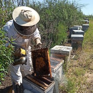 Una agricultora de Chipiona y un apicultor de Villamanrique, en «Campechanos».Fecha de emisión: miércoles 15 de julio, a las 11:30 horas, en Canal Sur Televisión.