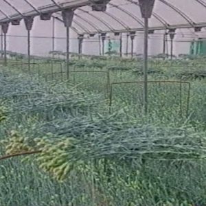 El Ayuntamiento de Chipiona asesorará sobre dos ayudas de la Junta por pérdidas en la flor cortada y para nuevos productos agrícolas