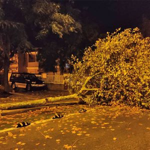 Las fuertes rachas de viento de la tormenta de ayer provocaron desprendimientos de ramas y la caída de una palmera en Chipiona