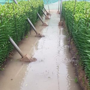 Nuevas inundaciones llevan a la Asociación de Agricultores Costa Noroeste a clamar por soluciones al problema del acuífero