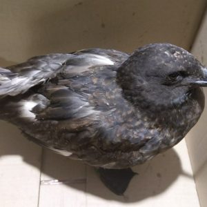 El grupo CANS recupera un ave Skúa Polar, una especie que nunca se había visto en Chipiona