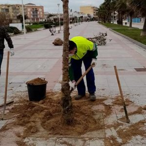 Laura Román aclara que los árboles plantados en el muelle han supuesto coste cero y ocupan alcorques que ya existían