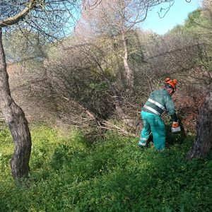 Actuación urgente contra la plaga del blastofago en el pinar de Peritanda que podría obligar a talar más de un centenar de árboles