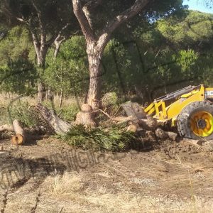 Medio Ambiente pide apoyo a la Junta para combatir la plaga de perforadores del pino que ha ocasionado ya la tala de 300 ejemplares