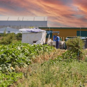 Madre Coraje entrega en tres meses 5.500 kilos de productos de sus huertos a entidades sociales de la provincia de Cádiz