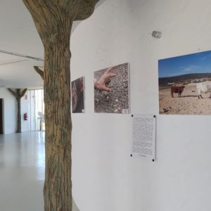 El Centro El Camaleón acoge la exposición fotográfica ‘Una historia de arena y sal’ sobre el Chorlitejo Patinegro