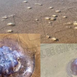 Protección Civil de Chipiona  informa sobre la presencia de medusas en las playas de la localidad y de la ausencia de problemas por picaduras