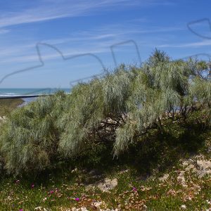 Chipiona participa en el proyecto ‘LIBERA, unidos contra la basuraleza’ para   frenar las consecuencias de la basura abandonada en espacios naturales