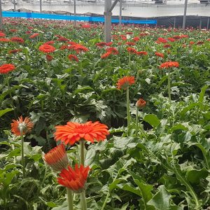 Chipiona padece la parálisis que la huelga de transportes está provocando en el sector de la flor cortada