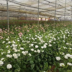 35 comercializadoras de flor cortada de Chipiona sufren gravemente los efectos del paro en el sector del transporte