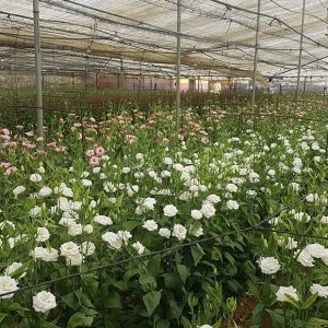 Bajan los módulos de la declaración de la renta de 2021 de flor cortada, plantas ornamentales, calabacín y tomate en Chipiona, Rota y Sanlúcar