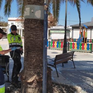 Las palmeras afectadas situadas en zonas públicas de Chipiona tratadas contra la plaga del picudo rojo