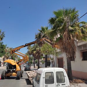 En marcha el plan de poda de las palmeras del casco urbano chipionero