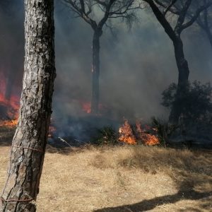 Estabilizado el incendio producido hoy en la zona del pinar del Abulagar