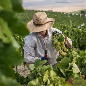 El Marco de Jerez inicia su vendimia más temprana  desde que existen registros