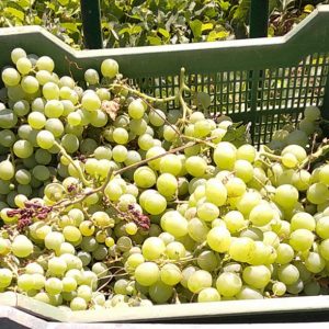 Las bodegas de Chipiona iniciaron ayer la vendimia de uva moscatel, que también se ha adelantado por las olas de calor