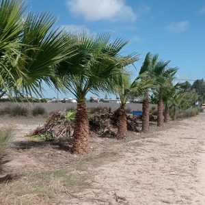 Tano Guzmán informa del inicio de la limpieza de las palmeras del acceso a la playa de Las Tres Piedras