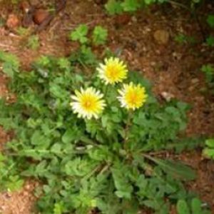 Parques y Jardines explica que la protección del Taraxacum Gaditanum impide cortar el césped en cinco zonas públicas ajardinadas de Chipiona