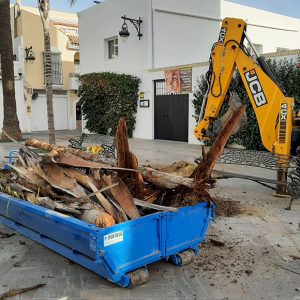 Parques y Jardines procede a la retirada de cuatro cocos plumosos de la Plaza Juan Carlos I que se encontraban completamente secos