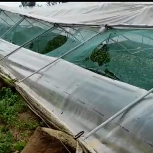 El tornado del pasado miércoles deja más de 20 hectáreas agrícolas afectadas en Chipiona