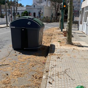 El PP de Chipiona denuncia molestias innecesarias a vecinos y daño a arbolado y aves por una poda tardía y mal planificada