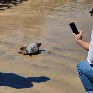 SOS CARETTA, el proyecto de rescate de tortugas marinas por el sector pesquero eligió la playa de Chipiona para devolver 6 al mar