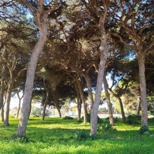 Medio Ambiente informa sobre la prohibición de hacer fuegos en espacios forestales y pide extremar las precauciones en la Romería del Pinar