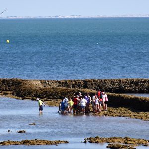 Chipiona edita como cada verano un bando para proteger sus milenarios corrales de pesca