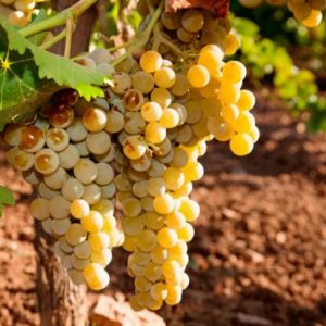 Aprobado un convenio para editar el libro ‘Breve historia del Vino de Chipiona, del Vinum Gaditanum al Moscatel’