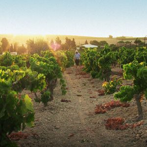 «Un vino antiguo en una aldea global», un recorrido por el legendario vino Jerez-Sherry